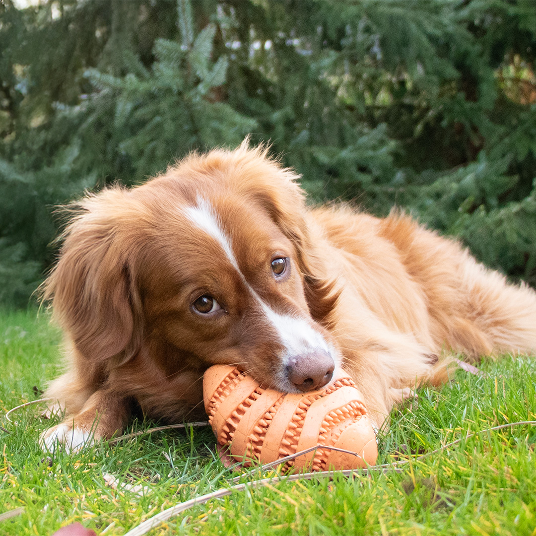 Bite Me : Des jouets pour chiens de qualité