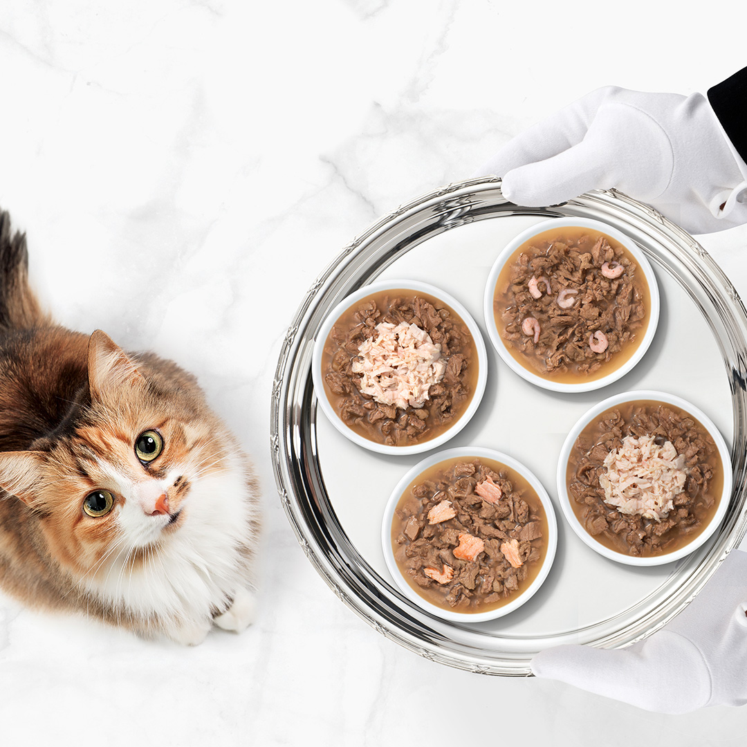 Catit Cuisine: culinair genieten voor elke fijnproever