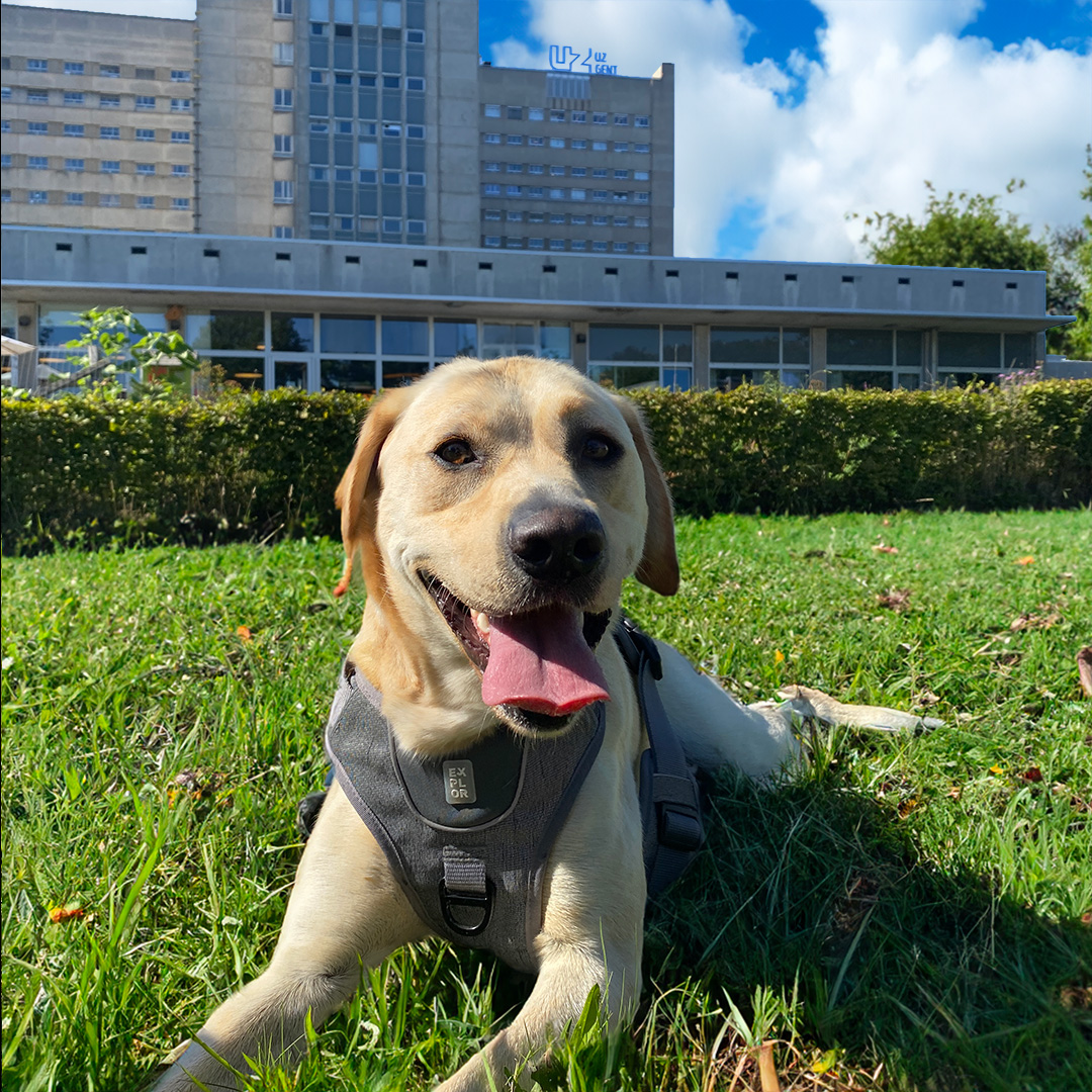 Ein Tag mit Nuna, dem Therapiehund im uz-krankenhaus in Gent