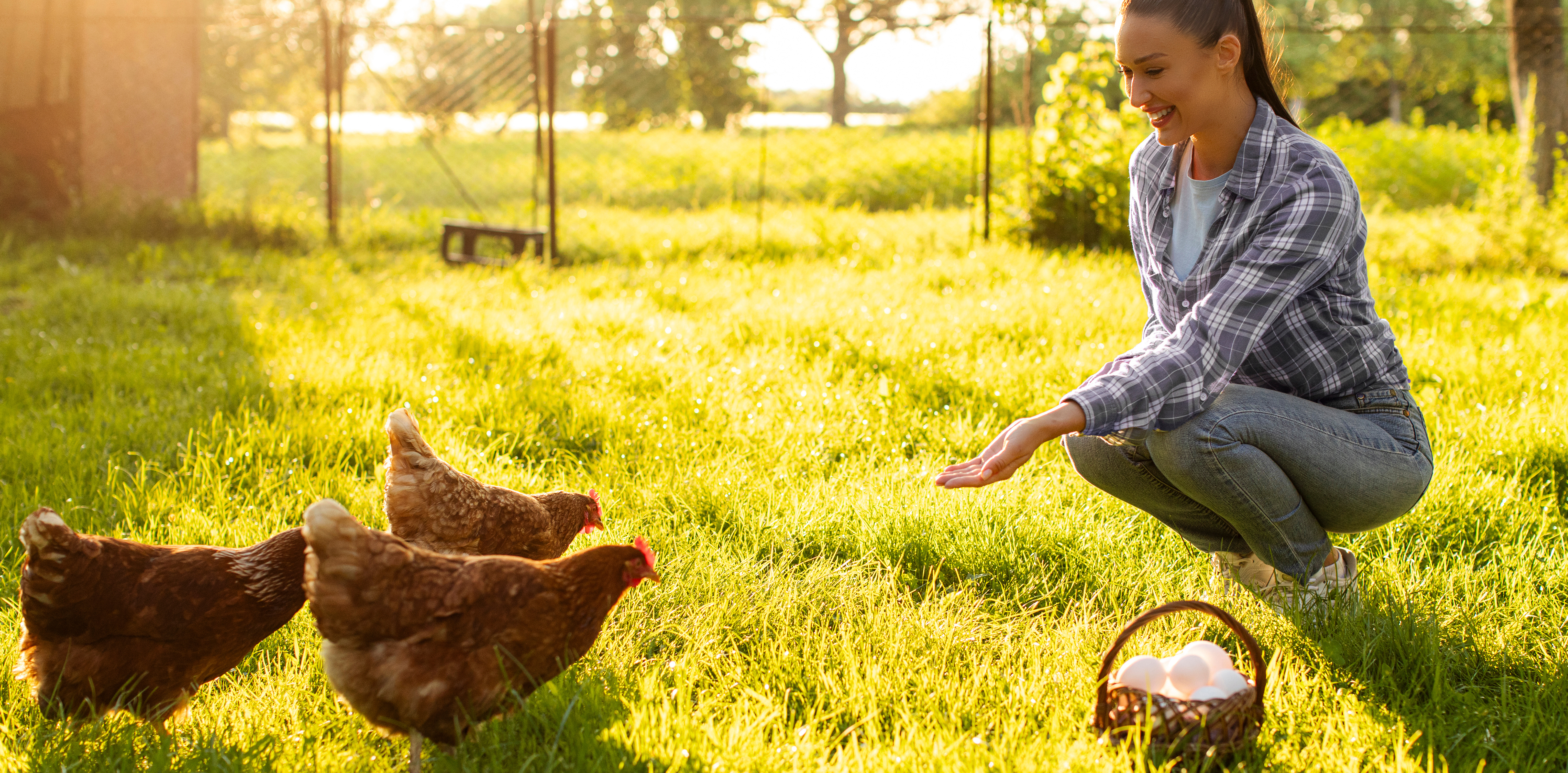 Le printemps est la! Découvrez tout pour votre assortiment de poules