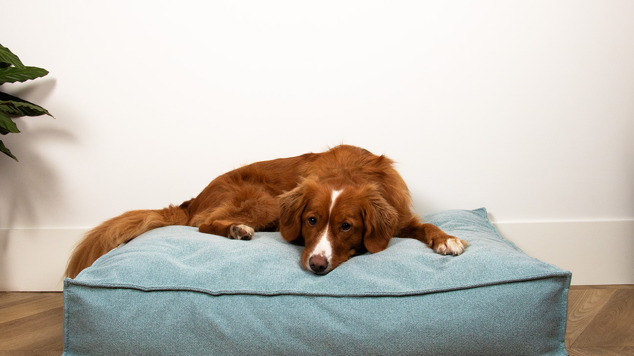 New: D&D Home Eden: premium dog cushions