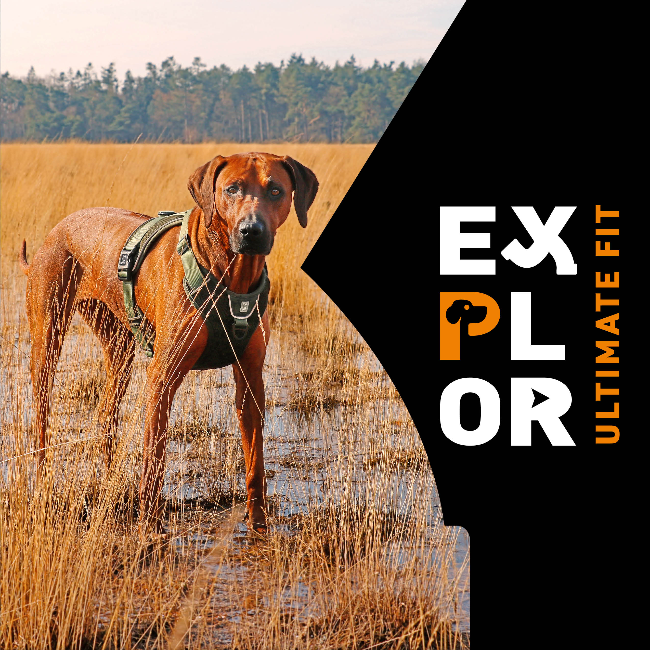 NOUVEAU! EXPLOR Ultimate Fit : Harnais, colliers et laisses