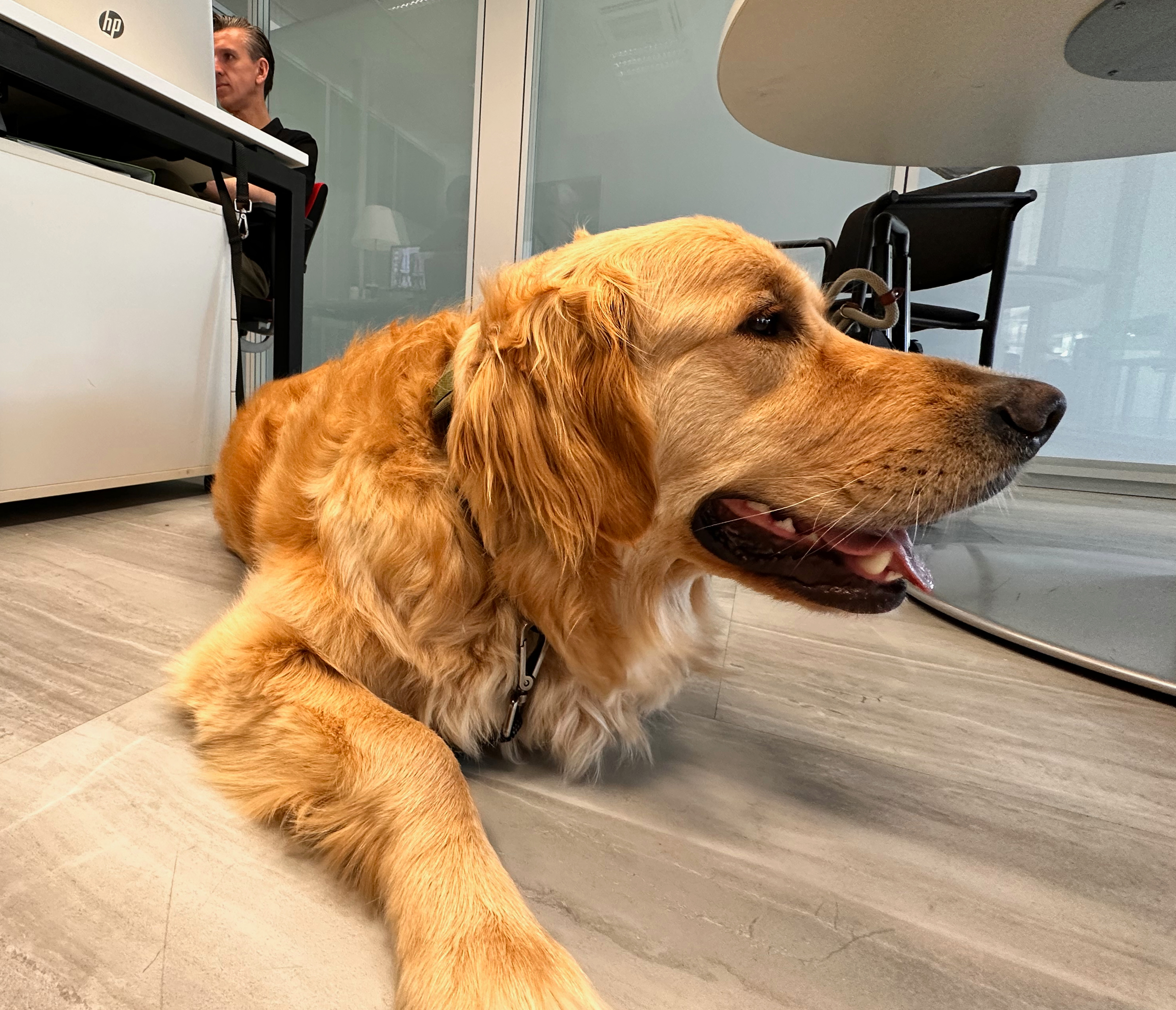 Take your dog to work day