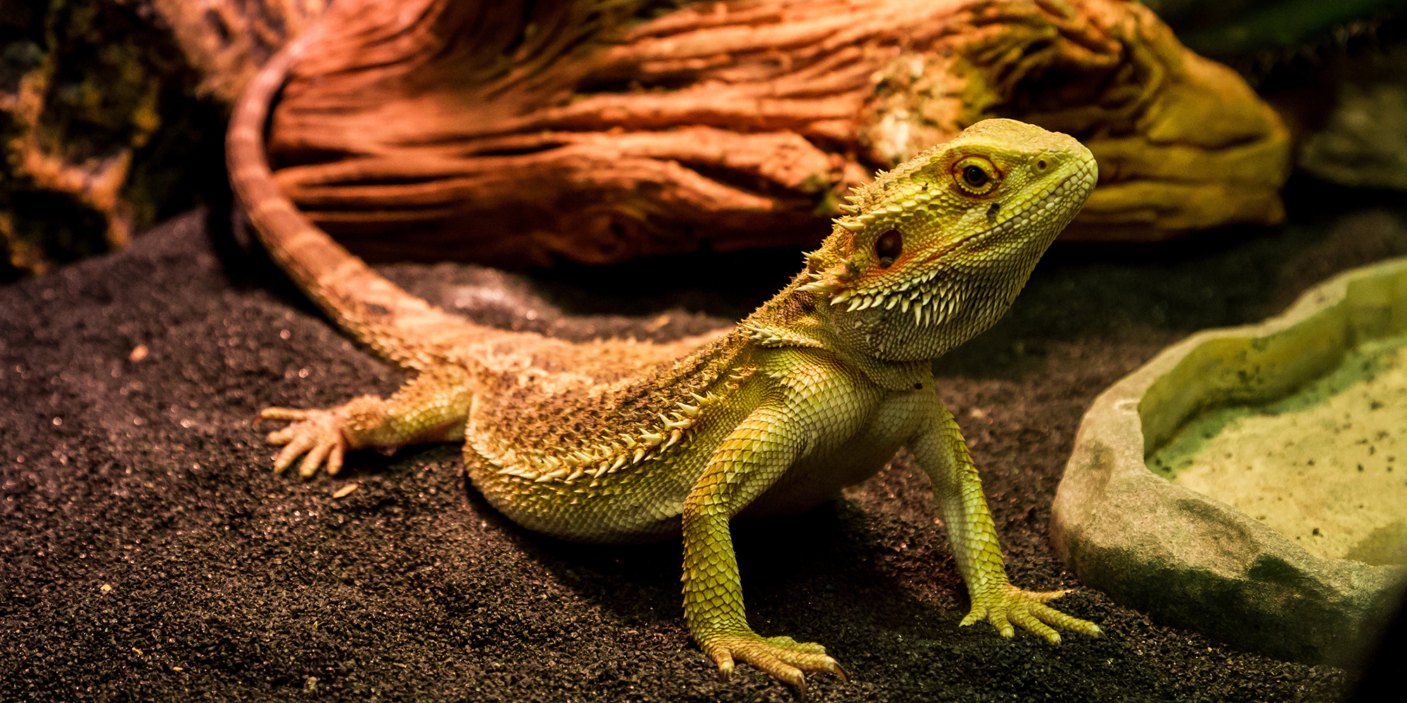 Vivarium, de consumentenbeurs voor de aquarium- en terrariumliefhebbers