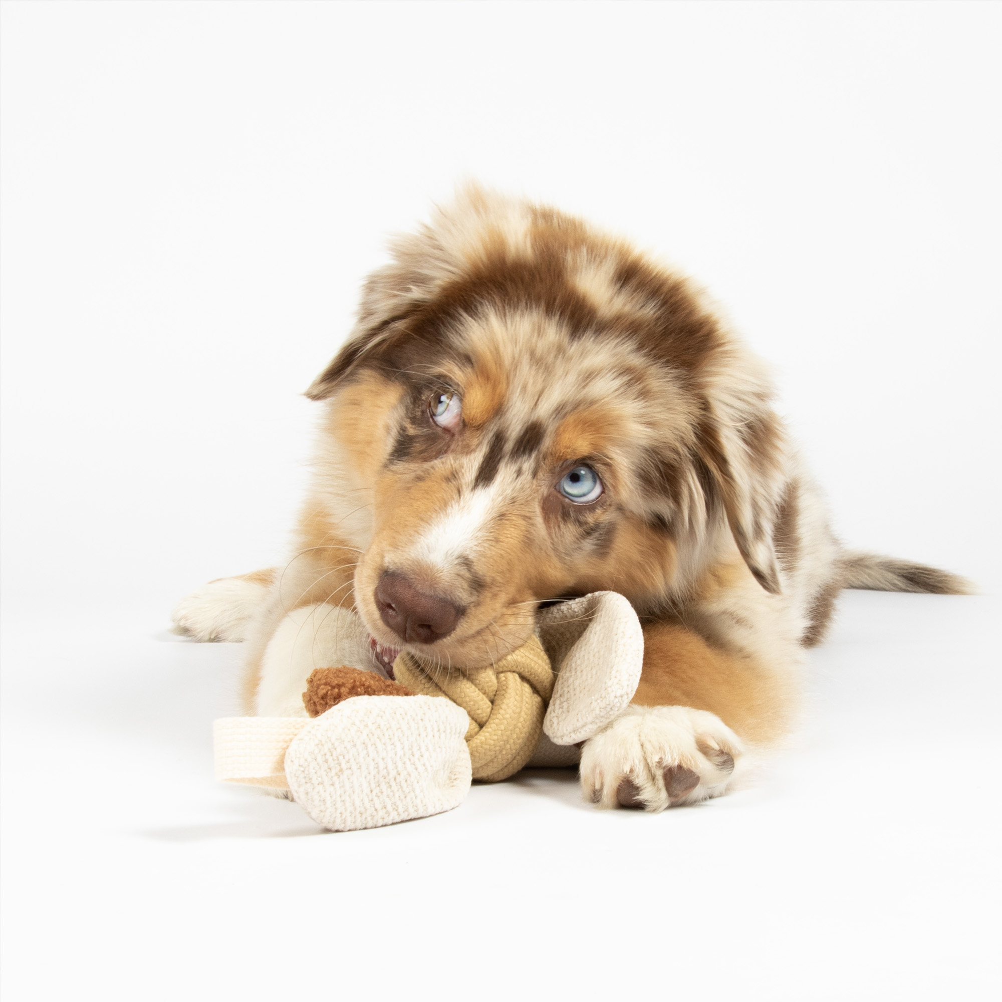 Hond bijt op DDhome sand toy
