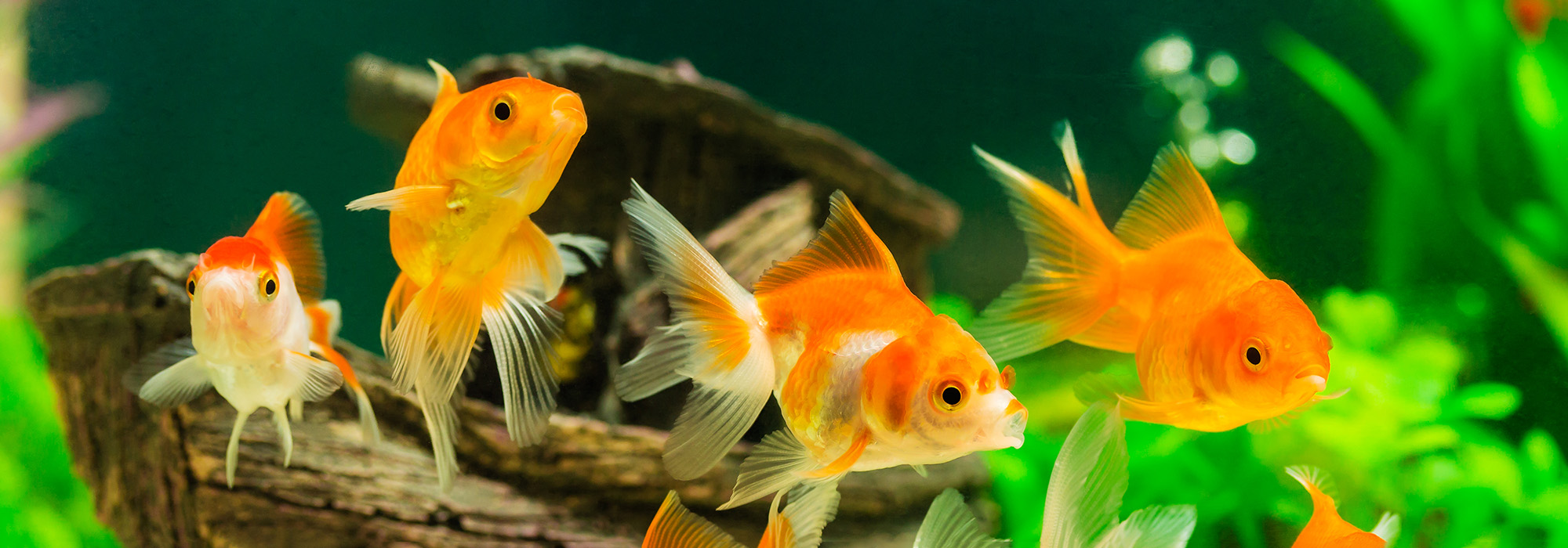 Goudvissen in een aquarium