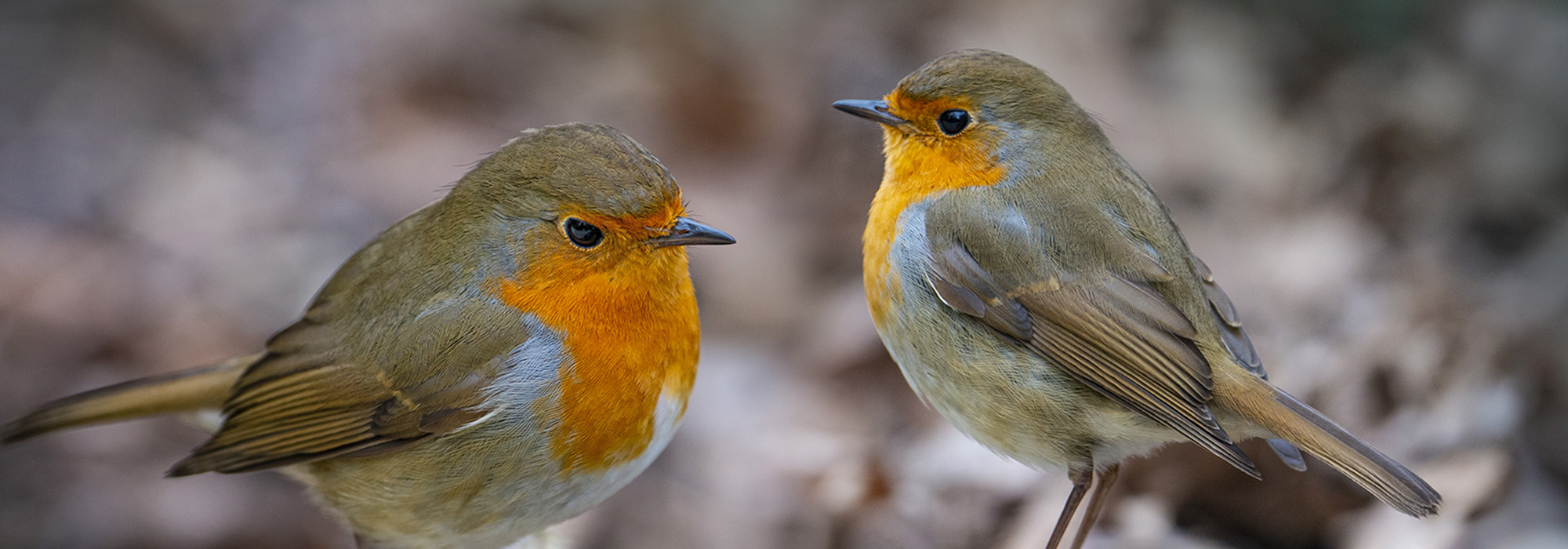 Een close-up van twee roodborstjes