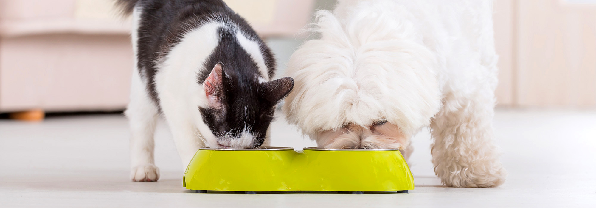 Een hond en een kat eten uit een kom