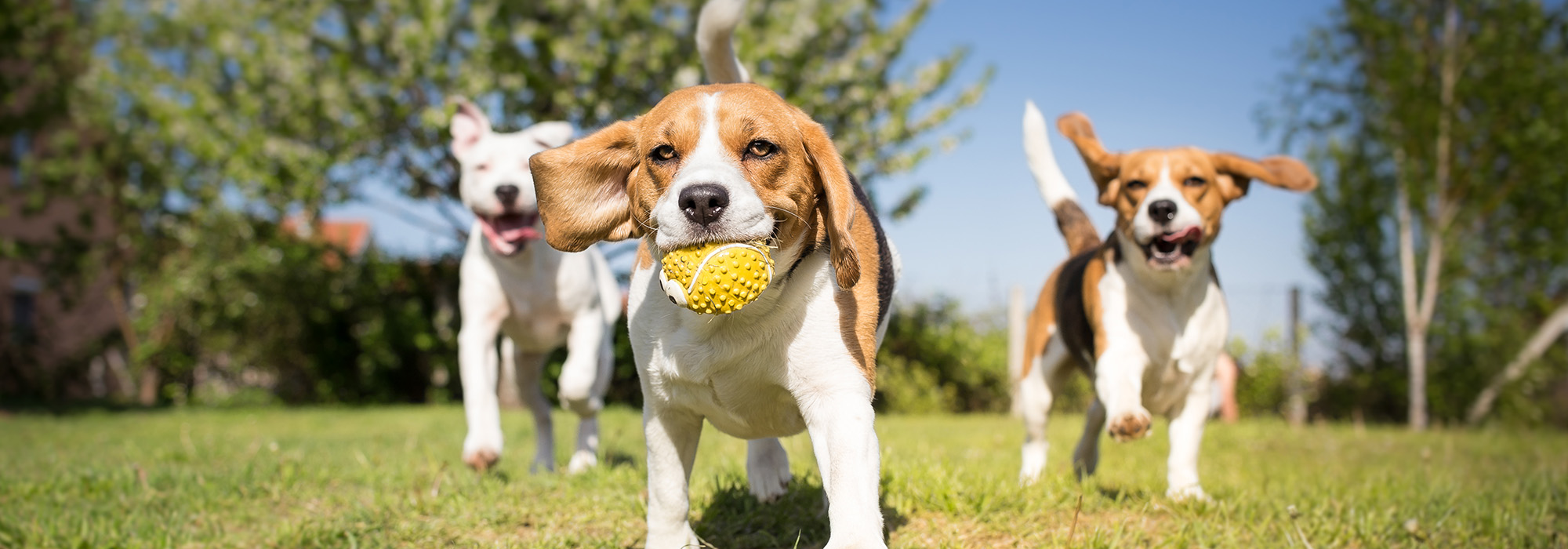 Drie honden spelen in een veld