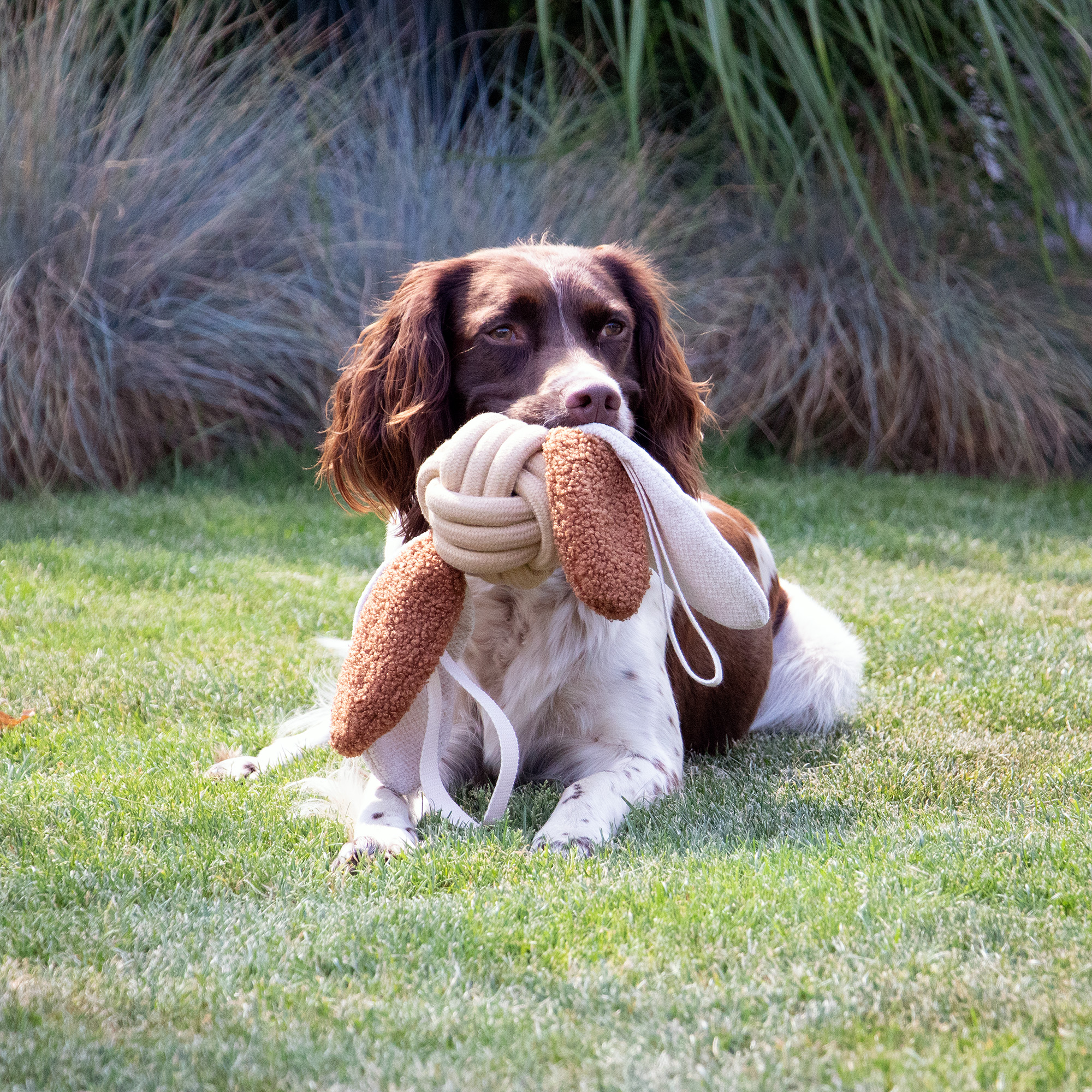 hond bijt buiten op een ddhome toy