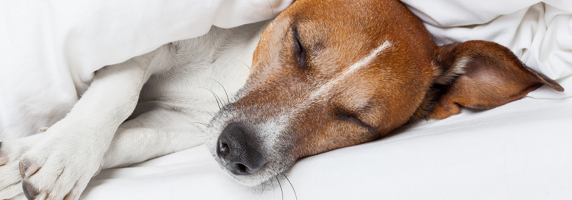 Een hond slaapt in een zacht bed