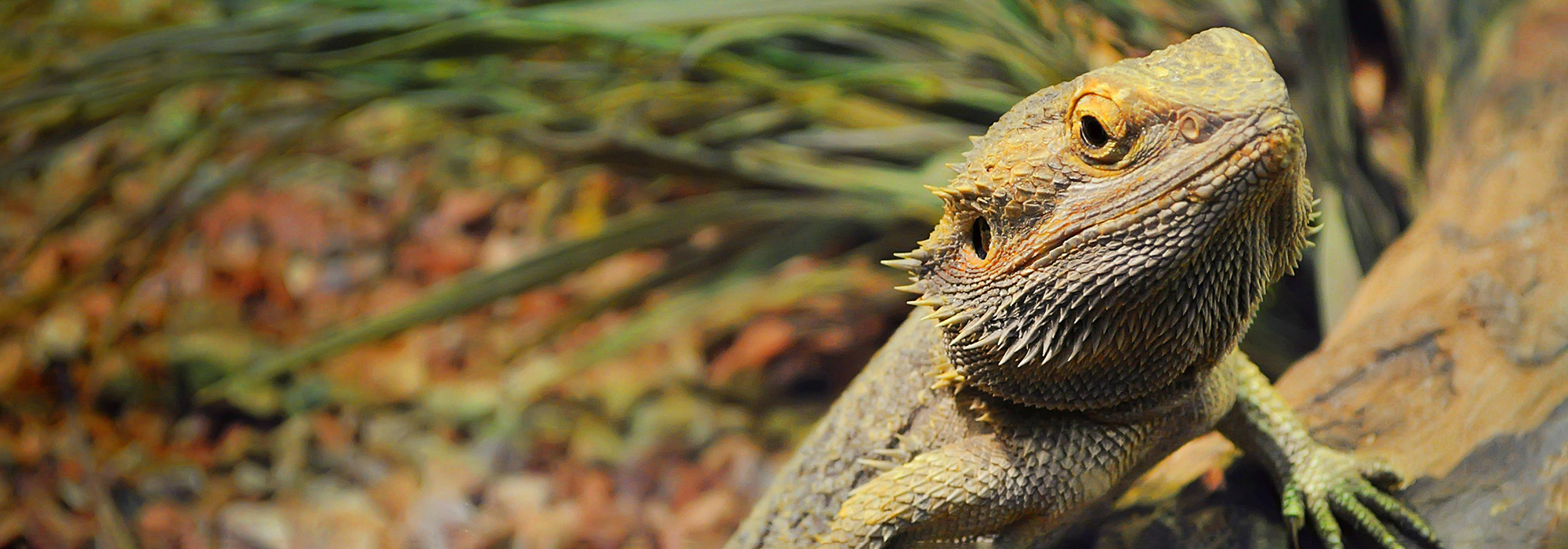 Een bebaarde draak hagedis in een terrarium