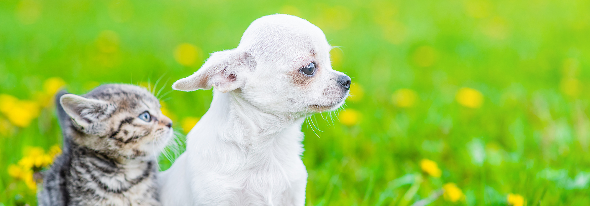 Een kleine chihuahua en kat zitten in een veld