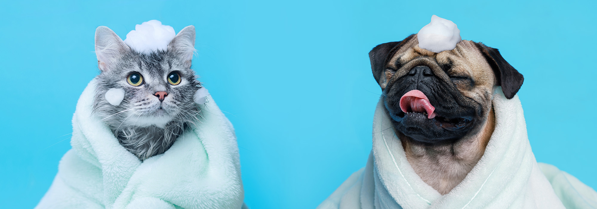 Een kat en een hond zijn gewikkeld in een badhanddoek