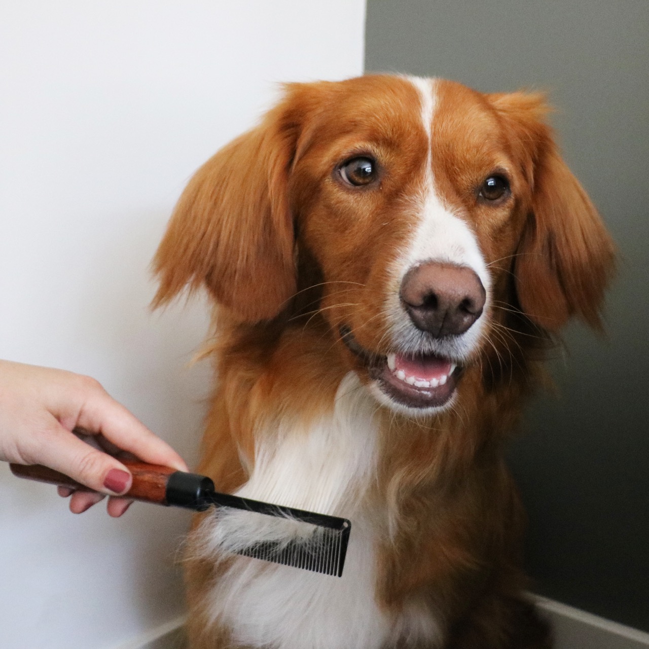 Japandi kam hond